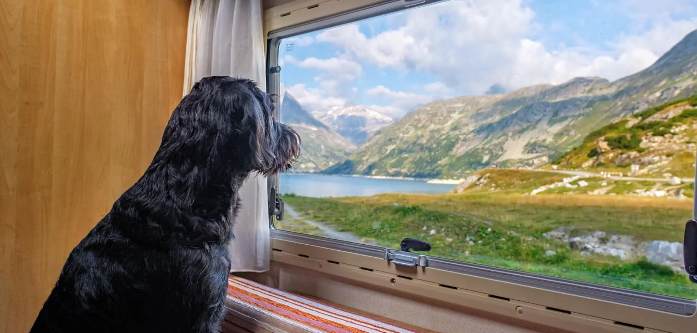 Camper huren met hond: op pad met pootjes