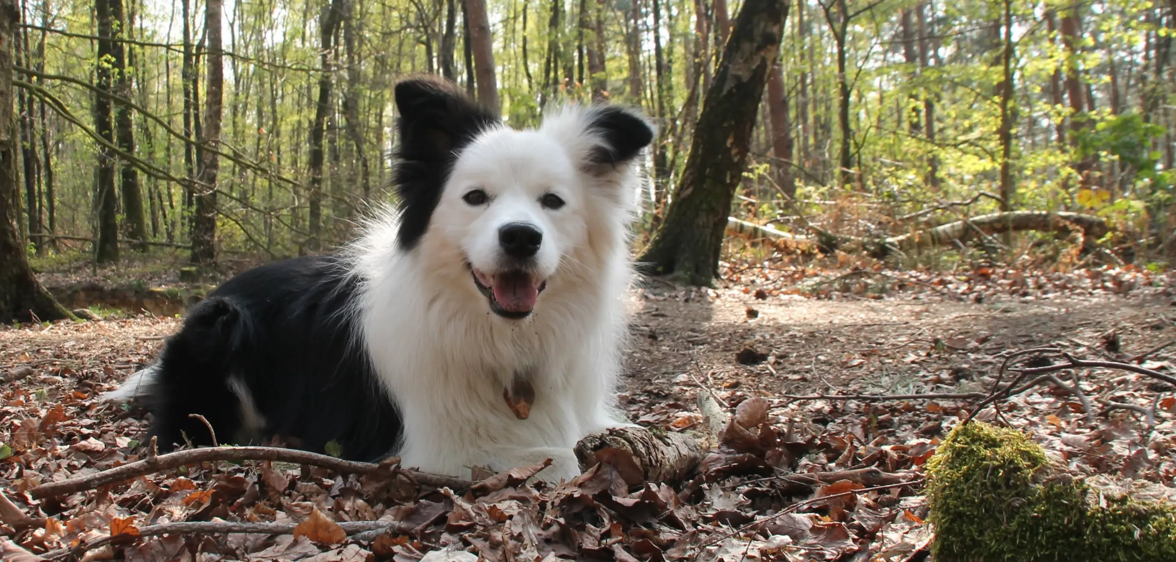 Kamperen met hond